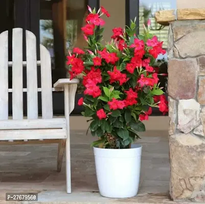 Zomoloco Red Mandevilla Flower Mandevilla Plant-thumb0