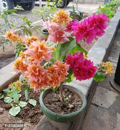Zomoloco Multicolor Bougainvillea Flower Plant Ch-thumb0