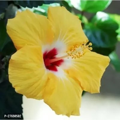 Zomoloco Hibiscus Joba Yellow In Colour Live Plan