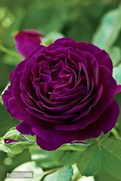 Zomoloco Rare Grafted Black Rose Gulab Flower L