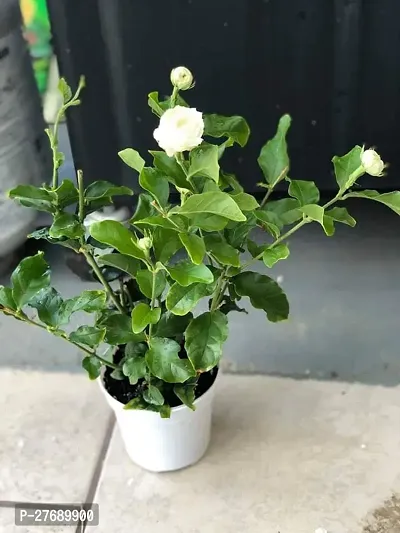 Zomoloco Arabian Jasmine Double Petal Live Flower