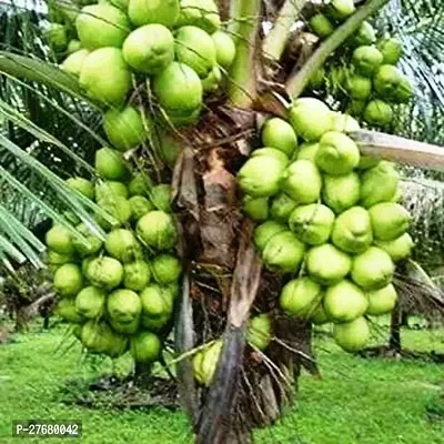 Zomoloco Live Thai Rare Dwarf Coconut Fruit Plant