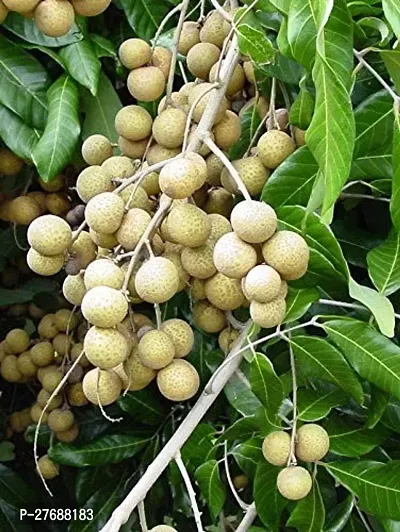 Zomoloco Rare Dwarf Longan Fruit Plant Thailand V-thumb0