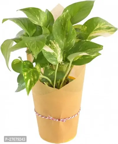 Zomoloco Beautiful Money Plant Money Plant-thumb0