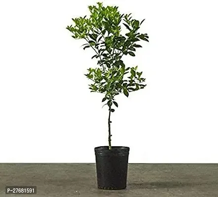 Zomoloco Lq11 Lemon Plant-thumb0