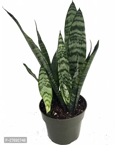 Zomoloco Snake Plant For Home Decorations Best For-thumb0