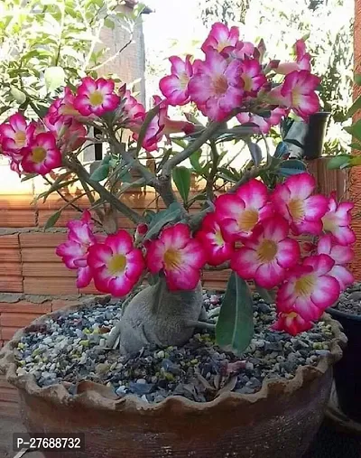 Zomoloco Air Layered Adenium Plant Live Plant Cf0