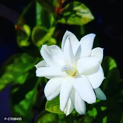 Zomoloco Arabian Jasmine Double Petal Live Flower-thumb0