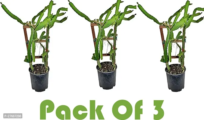 Zomoloco Pink Dragon Fruit Live Plant Pack3 Cf03-thumb0