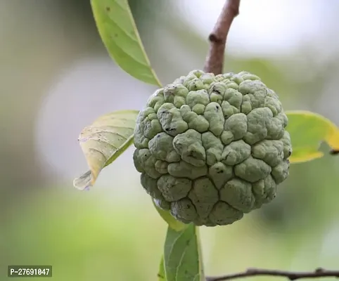 Zomoloco Custard Apple Live Plant Cf00051 Custar-thumb0