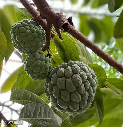 Zomoloco Custard Apple Live Plant Disha3090221-thumb0