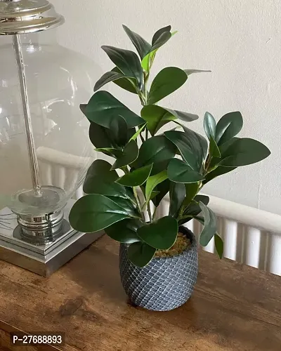 Zomoloco Live Rubber Plant For Indoor Home Decorat