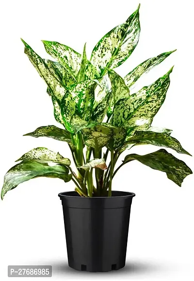 Zomoloco Snow White Aglaonema Chinese Evergree-thumb0