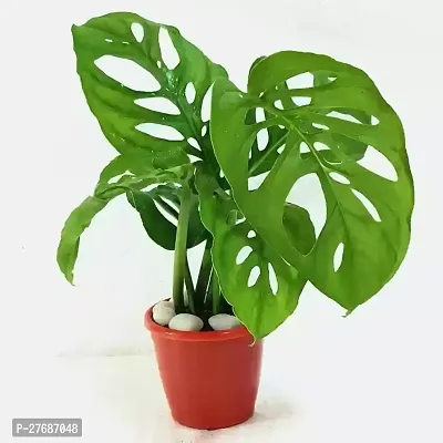 Zomoloco Broken Heart Indoor Plant With Air Purify