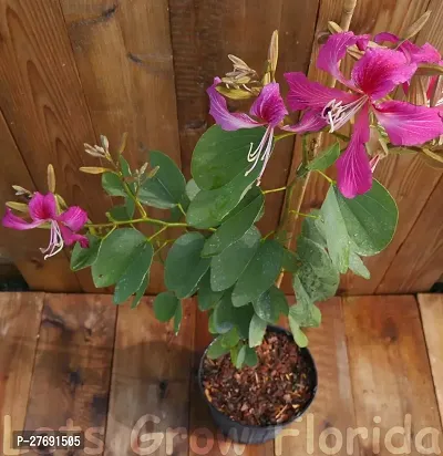 Zomoloco Kanchan Bauhinia Acuminata Purple Live