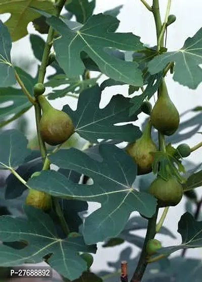 Zomoloco Turkish Fig Live Plant Produced By Air La