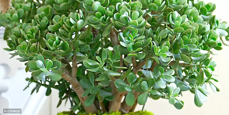 Zomoloco Jade Live Plant Good Luck Plant Cf182 J-thumb0