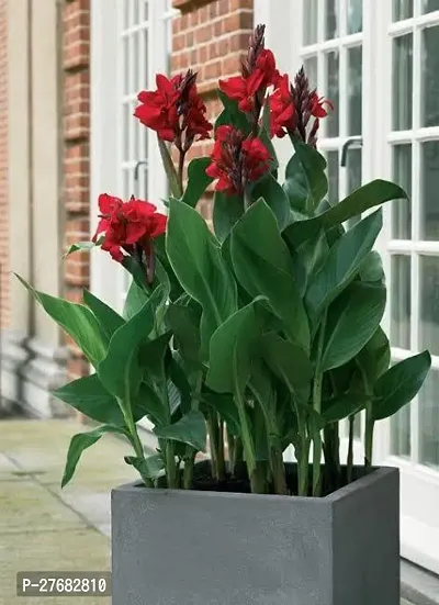 Zomoloco Canna Lily Live Plant Canna Lily Plant-thumb0