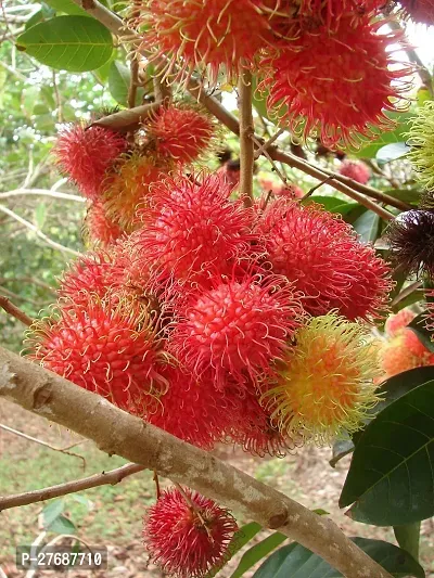 Zomoloco Rare Red Rambutan Hybrid Exotic Fruit See