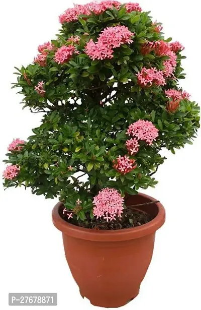 Zomoloco Trothic Ixora Chethi Red Plant Live Flowe-thumb0