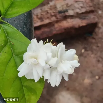 Zomoloco Arabian Jasmine Double Petal Live Flower-thumb0