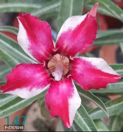 Zomoloco Adenium Flower Plant Ac50 Adenium Plant