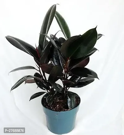 Zomoloco Live Rubber Plant Black Prince Rubber P