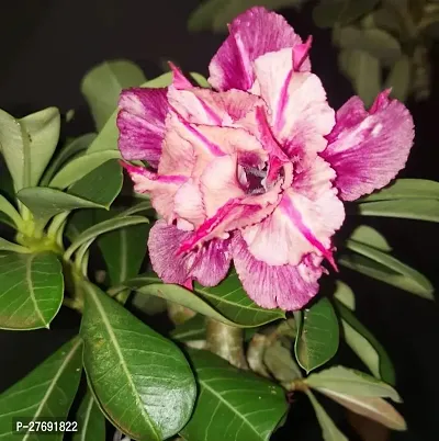 Zomoloco Air Layered Adenium Plant Live Plant Cf4