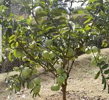 Zomoloco Guava Plant Thai Dwarf Inside Pink Sweet Crunchy Great Taste Guava Air Layered Healthy Plants-thumb2