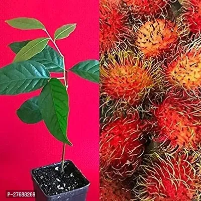 Zomoloco Rare Red Rambutan Hybrid Exotic Fruit See