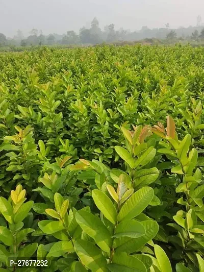 Zomoloco Guava Guava Plant