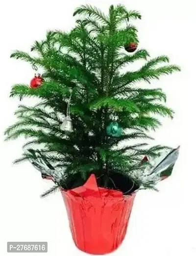 Zomoloco Live Christmas Plant Healthy Decorative