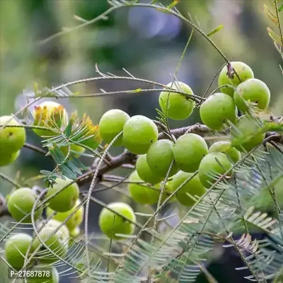 Zomoloco Amlaamlakiindian Gooseberry Big Fruit