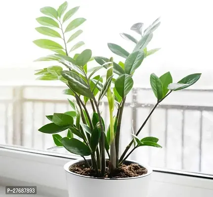 Zomoloco Live Air Purifying Indoor Zz Zamioculcas-thumb0