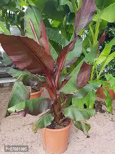 Zomoloco Red Banana Fruit Plant U1 Banana Plant-thumb0