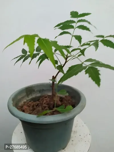 Zomoloco Green Neem Plant1 Cfo454 Neem Plant-thumb0