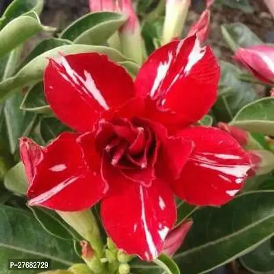 Zomoloco Red Adenium Live Plant Adenium Plant-thumb0