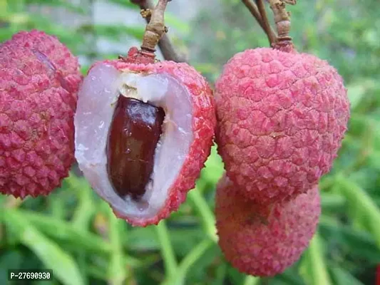 Zomoloco Air Layered Hybrid Dehra Dun Litchi Plant-thumb0