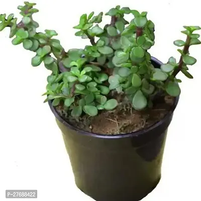 Zomoloco Jade Live Plant For Indoor Decoration C-thumb0