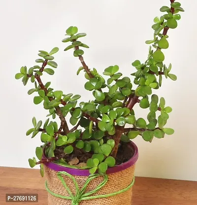 Zomoloco Jade Live Plant For Indoor Decoration C