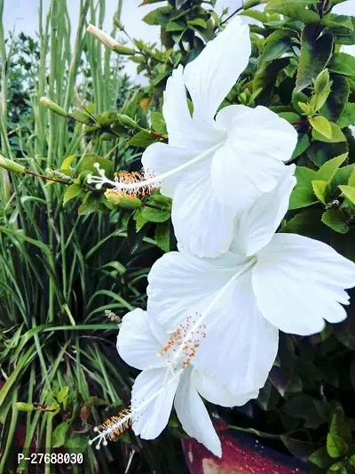 Zomoloco Live White Hibiscus Best Attractive Flowe