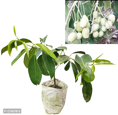 Zomoloco Grafted White Jamun Live Plant Cf128 Ja-thumb0