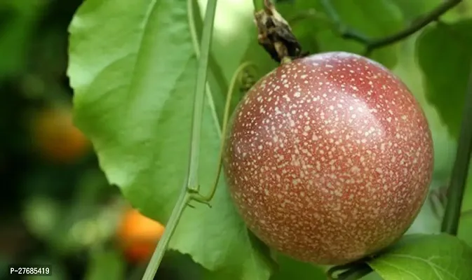 Zomoloco Air Layered Passion Fruit Plant Live Plan