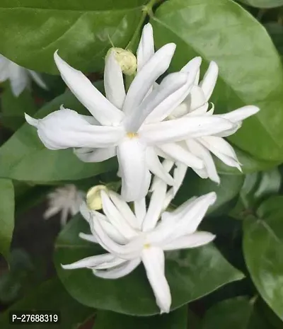 Zomoloco Arabian Jasmine Double Petal Live Flower-thumb0