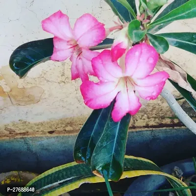 Zomoloco Air Layered Adenium Plant Live Plant Cf4-thumb0