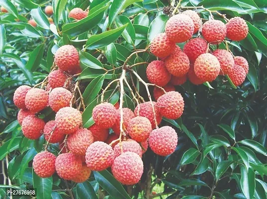 Zomoloco Air Layered Hybrid Bombai Litchi Plant Li-thumb0