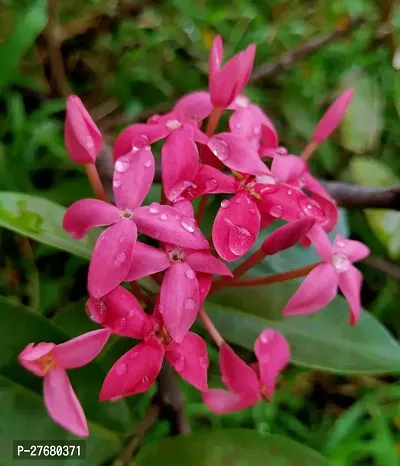 Zomoloco Trothic Ixora Chethi Red Plant Live Flowe