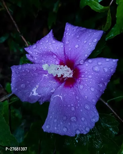 Zomoloco Hibiscus Blue Live Flower Plant Disha90-thumb0