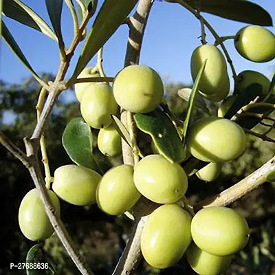 Zomoloco Indian Olivejalpai Live Plant Cf016 Zz
