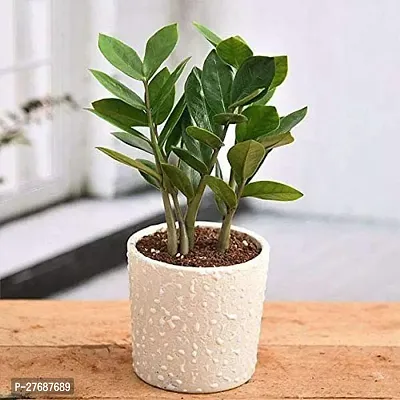 Zomoloco Live Air Purifying Indoor Zz Zamioculcas